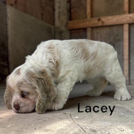 puppy, for, sale, Cocker Spaniel, Joe & Cherri  Overlease, dog, breeder, Miller, MO, dog-breeder, puppy-for-sale, forsale, nearby, find, puppyfind, locator, puppylocator, aca